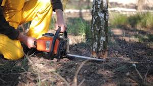 Best Tree Removal Services  in Crest View Heights, NY